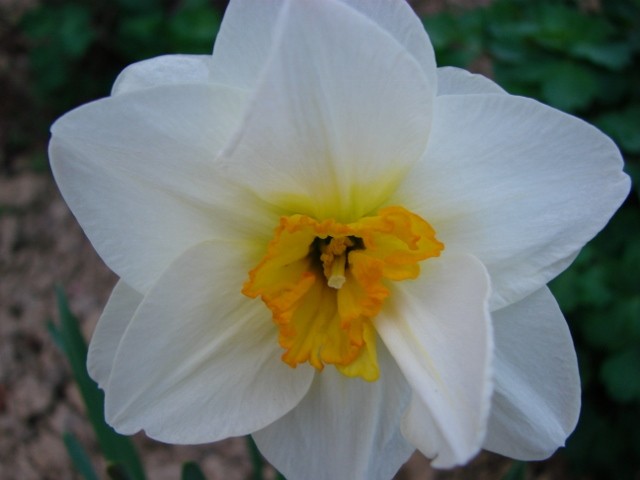 bijela narcisa